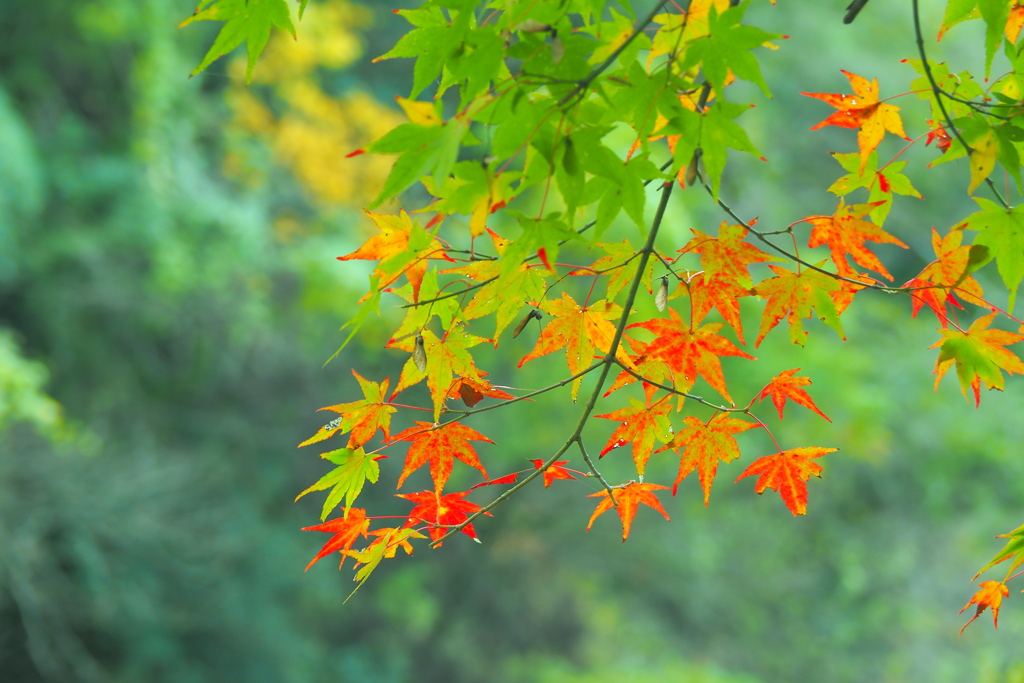 みどりの紅葉