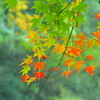 みどりの紅葉