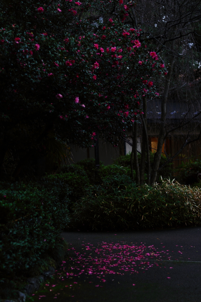 山茶花の小径