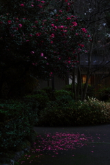 山茶花の小径
