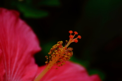 常夏気分