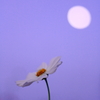 紫に煙る夜明け