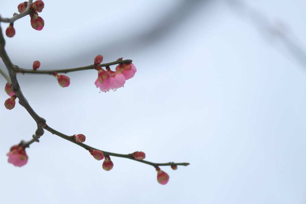 冬ほころぶ