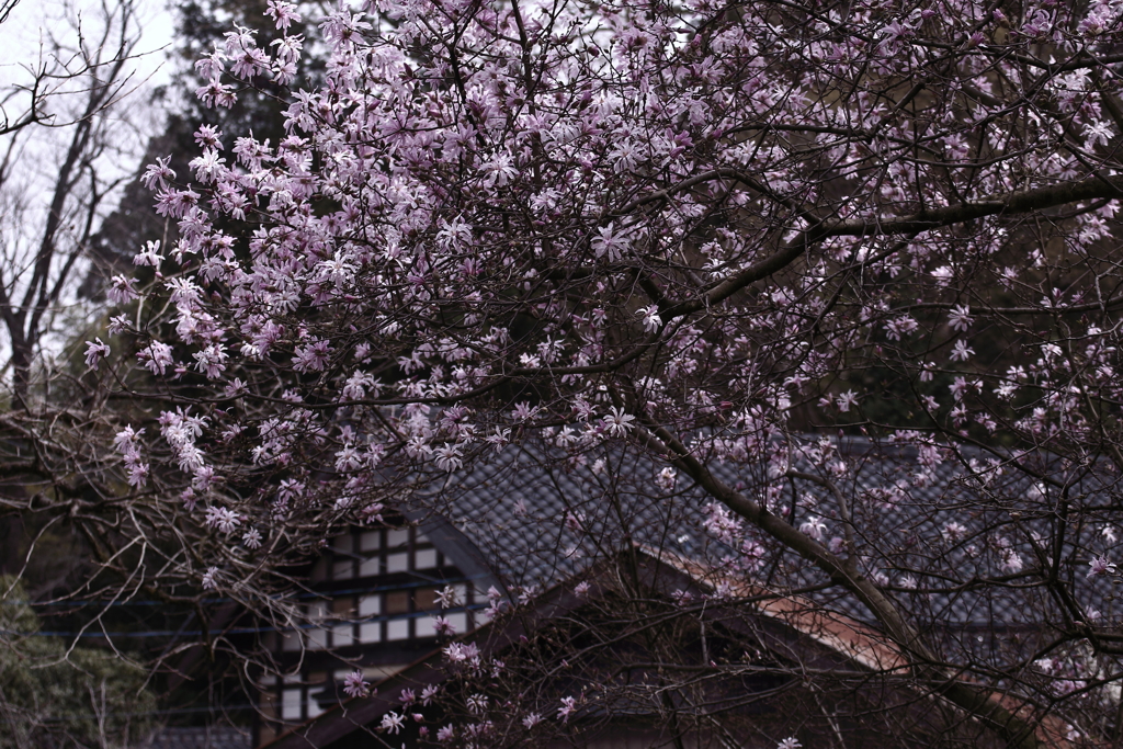 こぶし咲く村