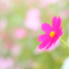 こすもす日和