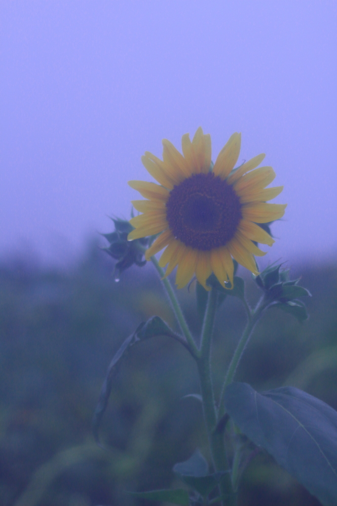 心に降る雨