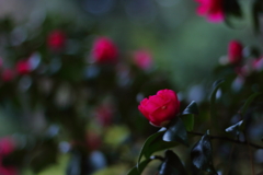 冬を待つ花