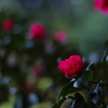 冬を待つ花