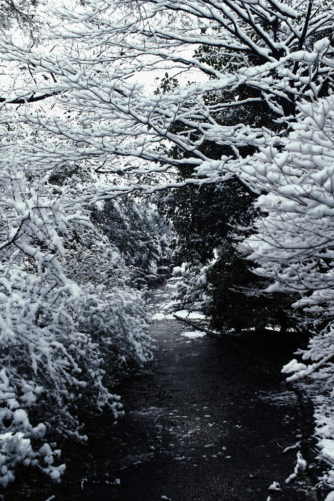 雪の華の咲く道を