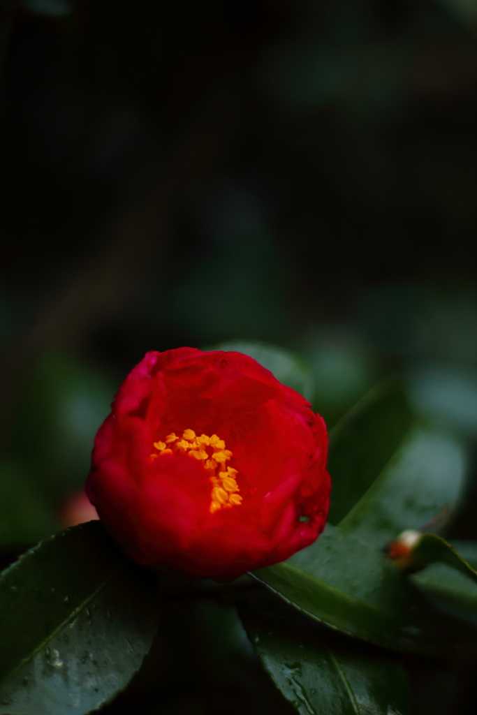 暖冬の山茶花