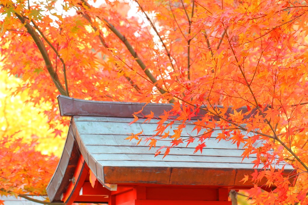 常宮神社オレンジに燃える