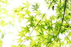 なついろ