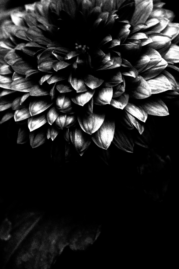 鋼鉄のDHALIA