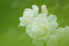 緑萌える