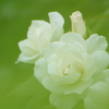 緑萌える