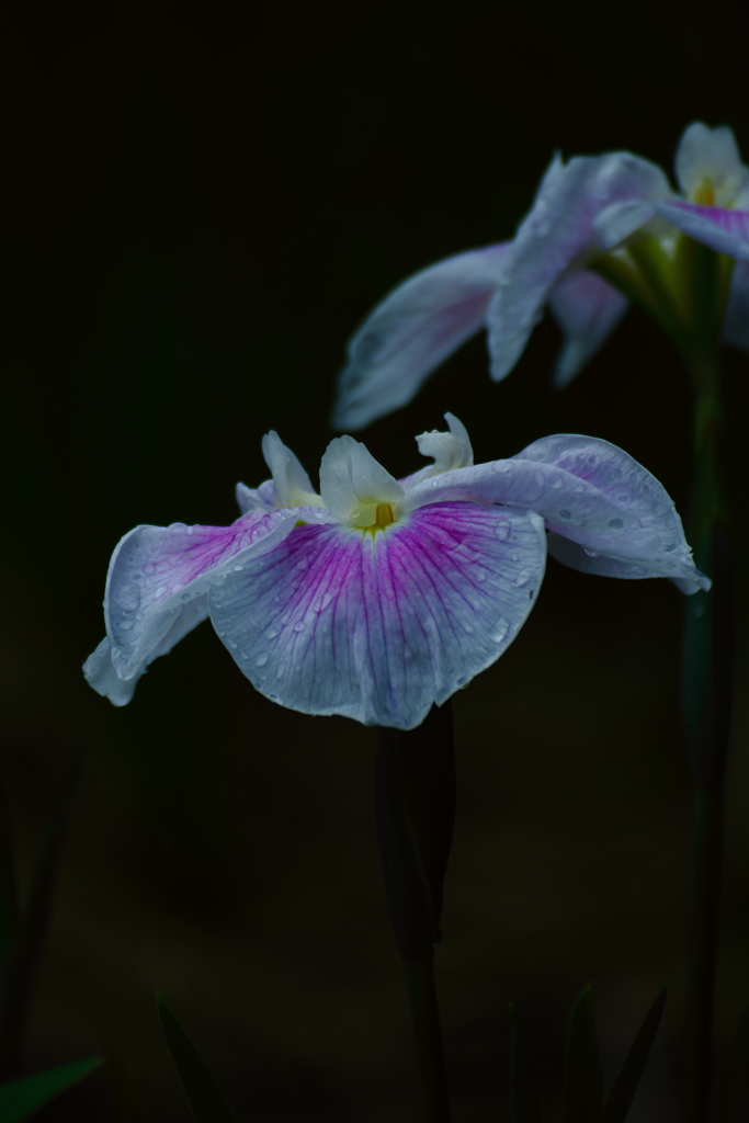 華