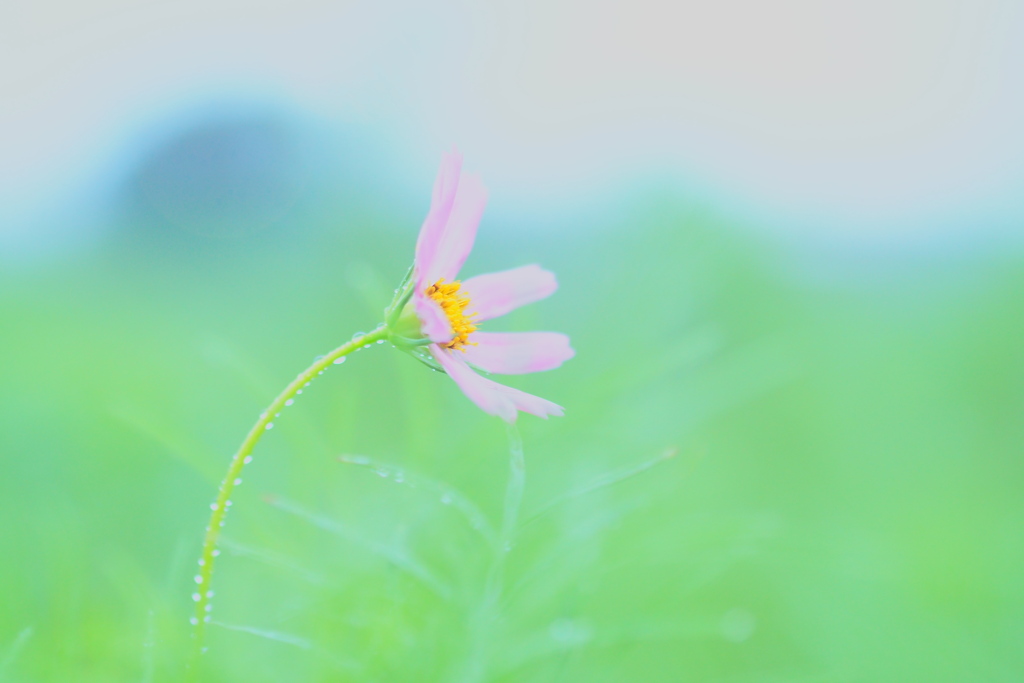 霧雨