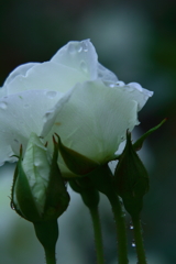 雨の日には