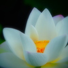 扉を叩いて
