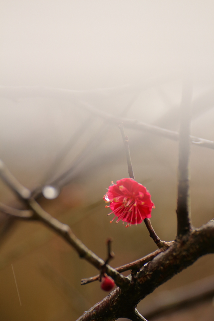 紅梅