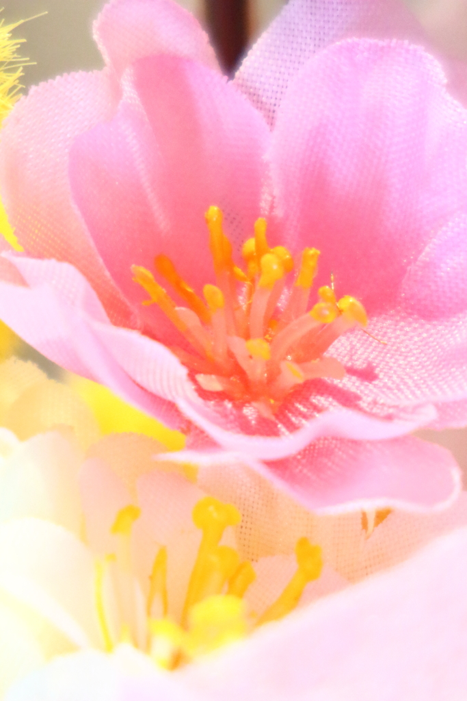 我が家の春②