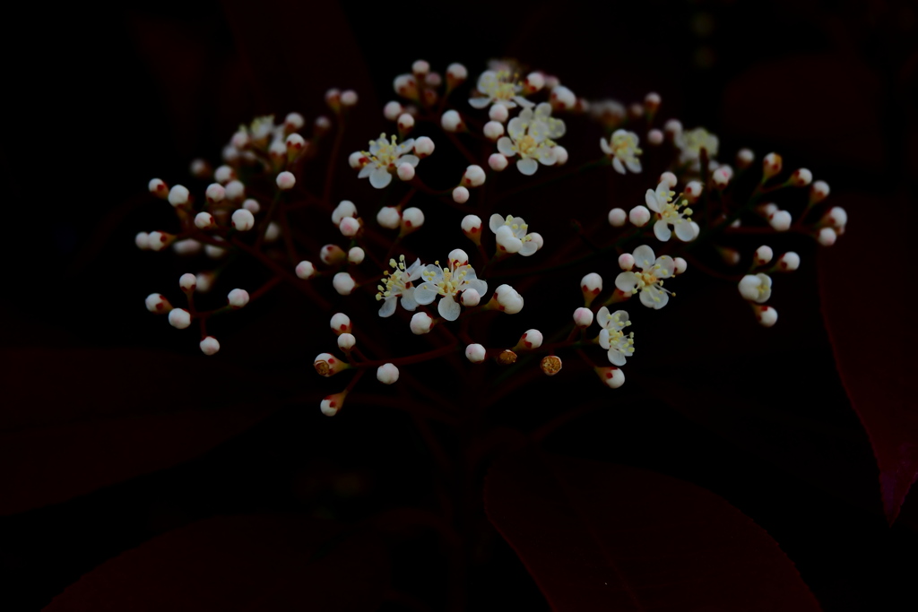春花火２０２２