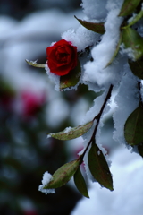 雪に映える山茶花