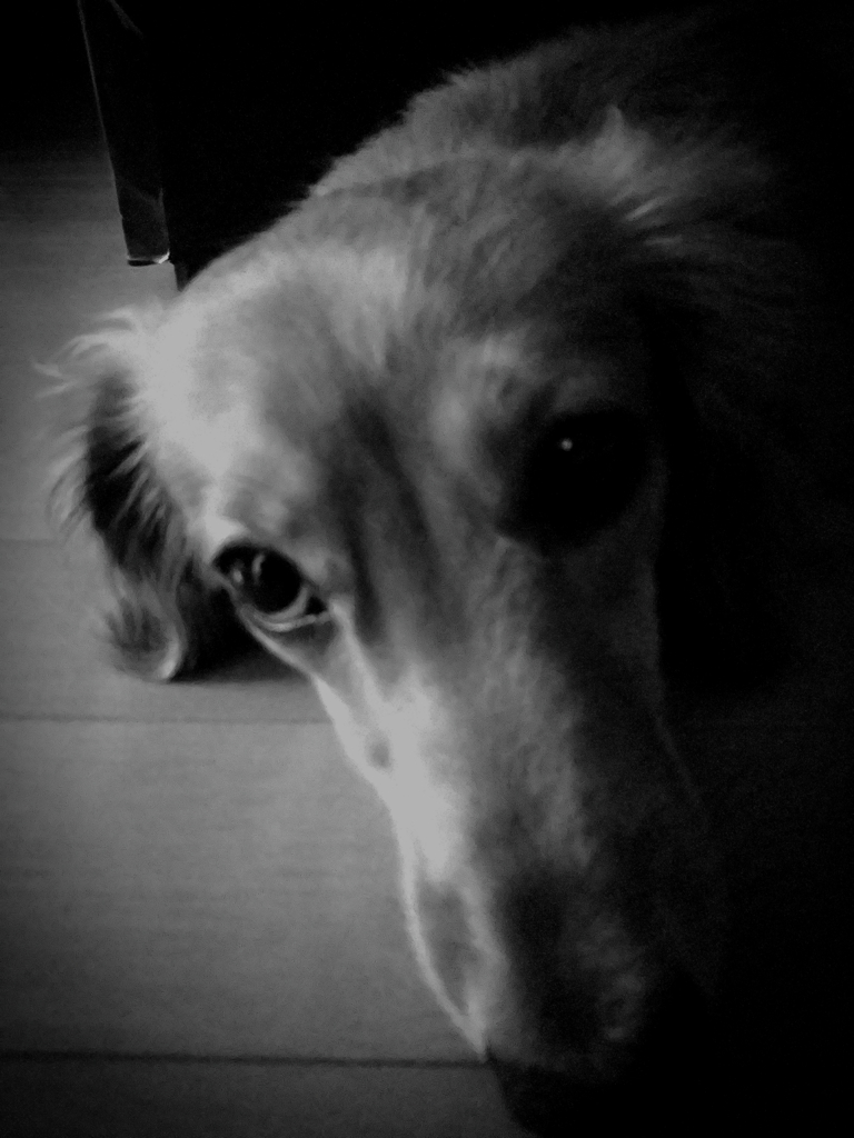 我が家にも新幹線