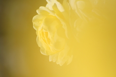 世界が黄色く染まる瞬間