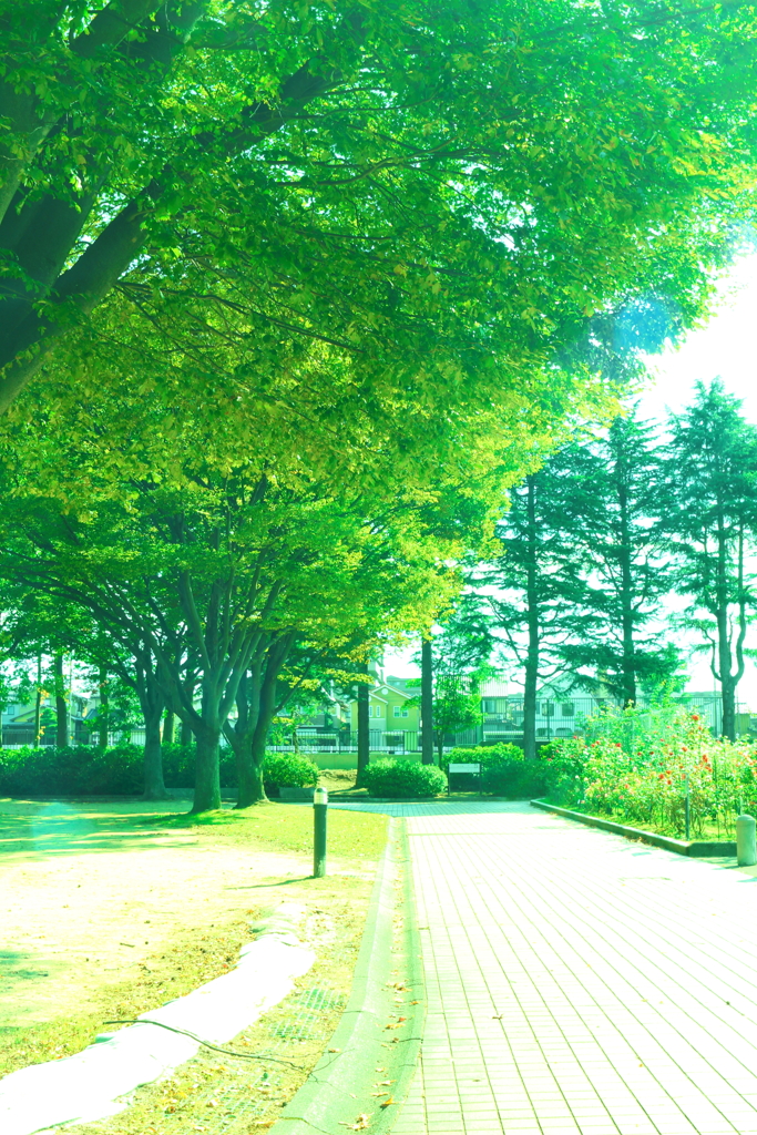 陽の当たる道