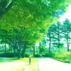 陽の当たる道
