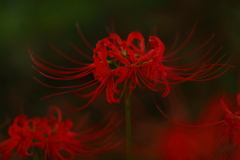 曼殊沙華