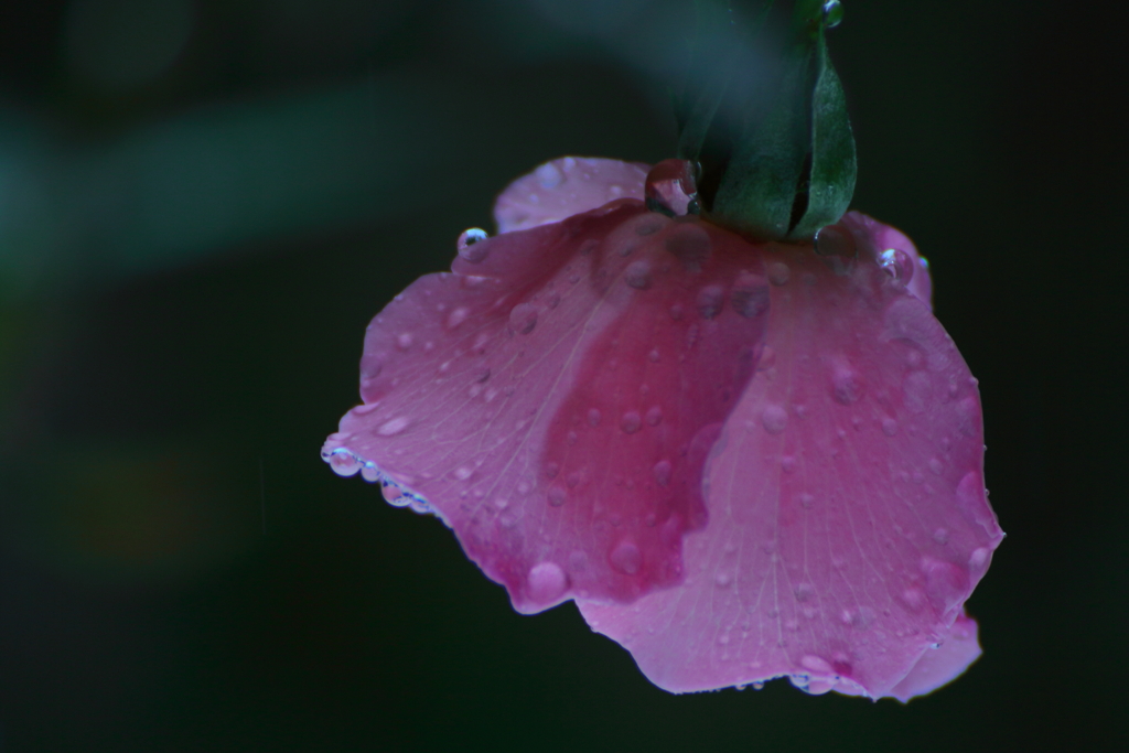 雨に踊る