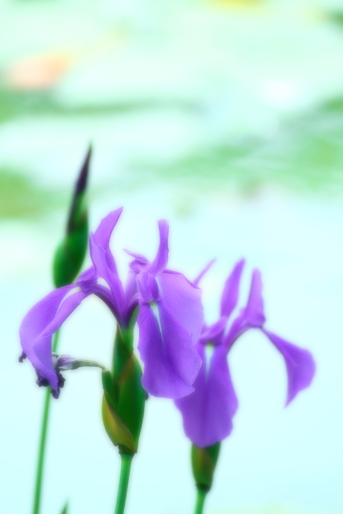 梅雨むらさき