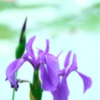 梅雨むらさき