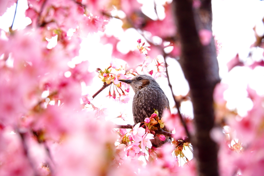 春を連れて