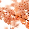 夕桜