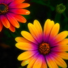 psychedelic