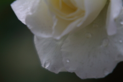 雨に泣いてる