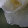 雨に泣いてる
