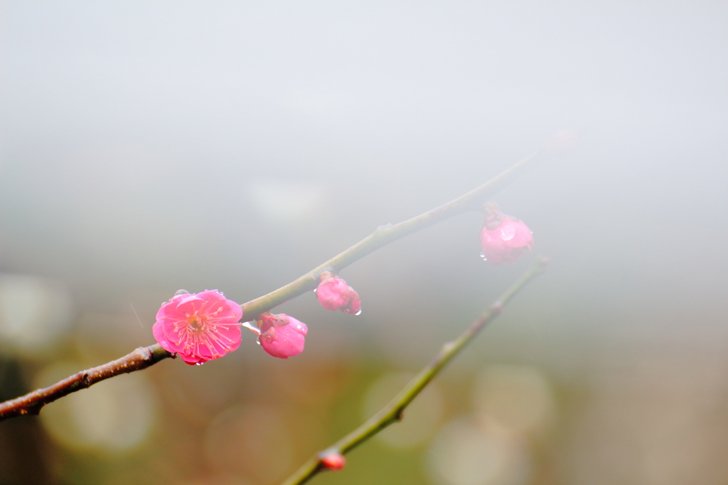 未来は遠く霞んで