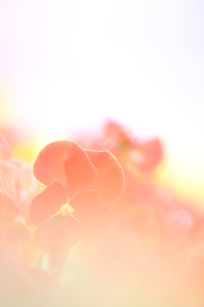 紅いビオラ