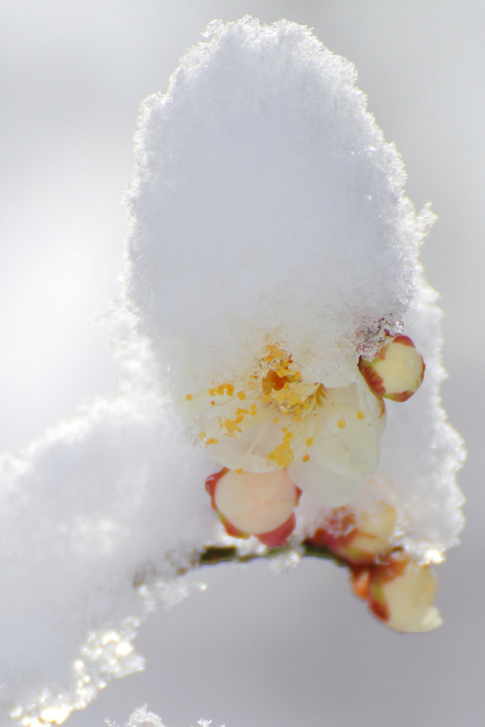 でっかい綿帽子