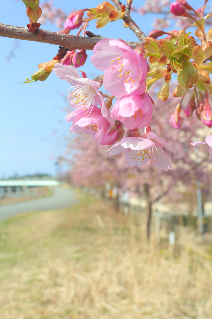 桜のサイクリングロード