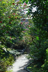 山茶花の道を行く