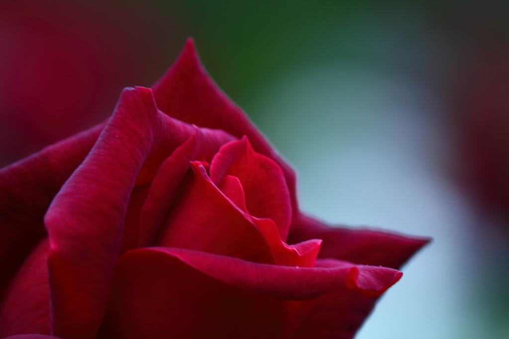 red rose