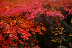 紅葉にまみれて