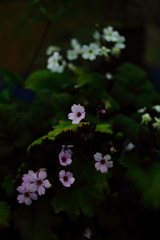 山野草展より③