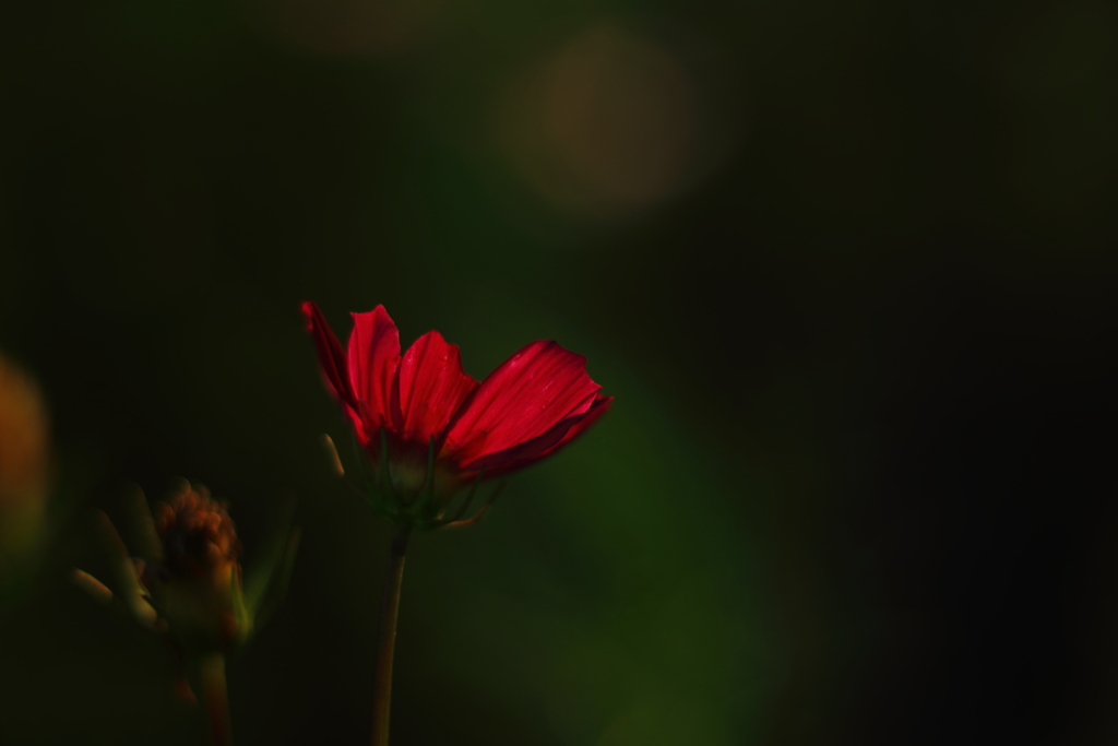 deep red