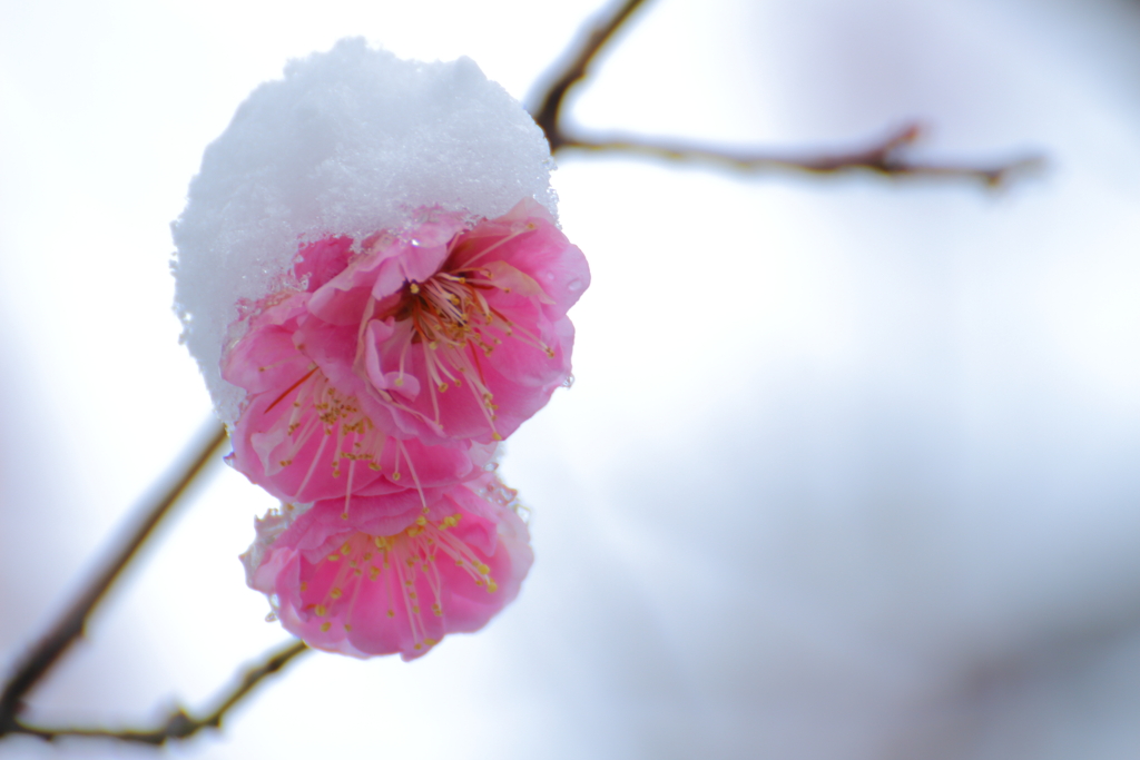 雪